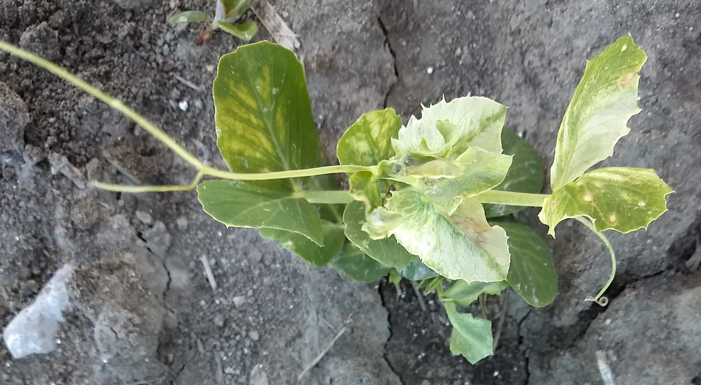 Peas with frost damage.
